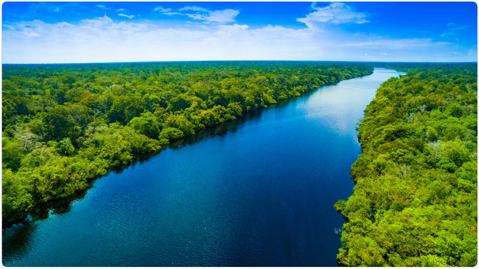 Como Elaborar Trabalho de Conclusão de Curso sobre a Floresta Amazonica